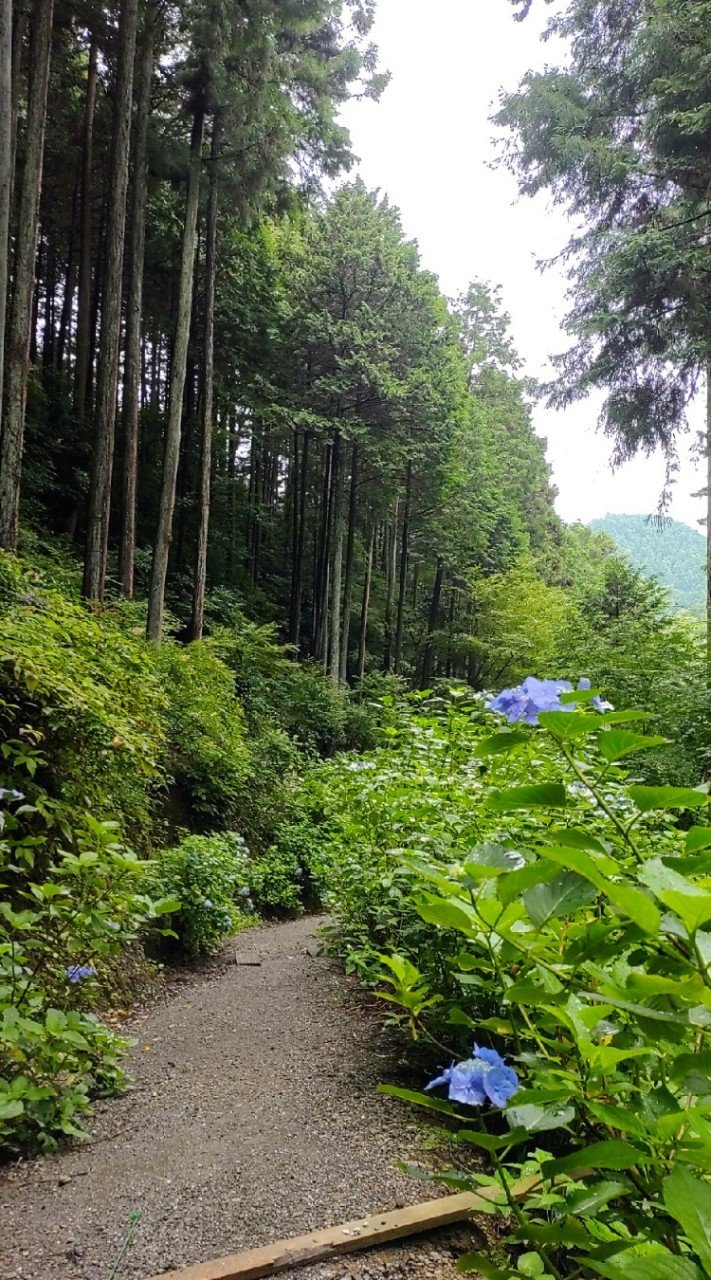 解離性障害・解離性同一性障害の方々のための居場所