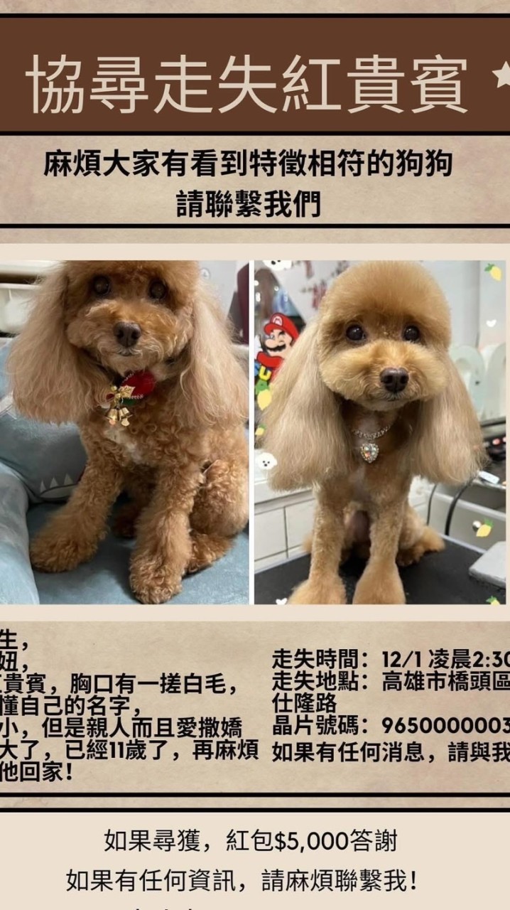 橋頭協尋紅貴賓-妞妞