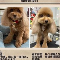 橋頭協尋紅貴賓-妞妞