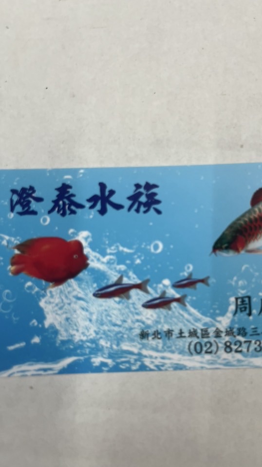 只想要養魚（澄泰水族）