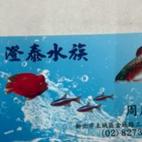 只想要養魚（澄泰水族）