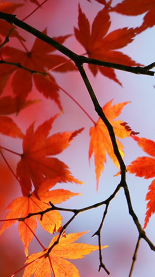 紅葉 本丸 【 刀剣乱舞 なりきり 】