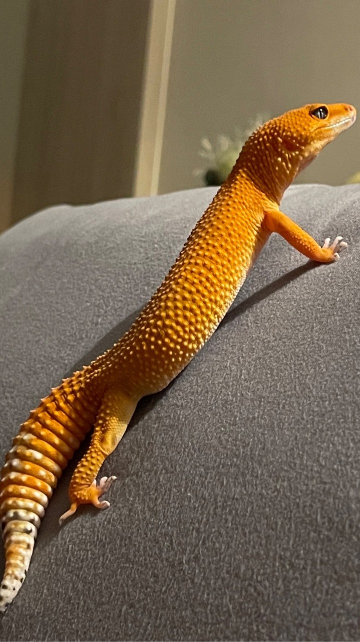 Gecko.forest守宮森林