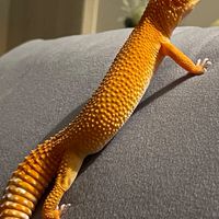 Gecko.forest守宮森林
