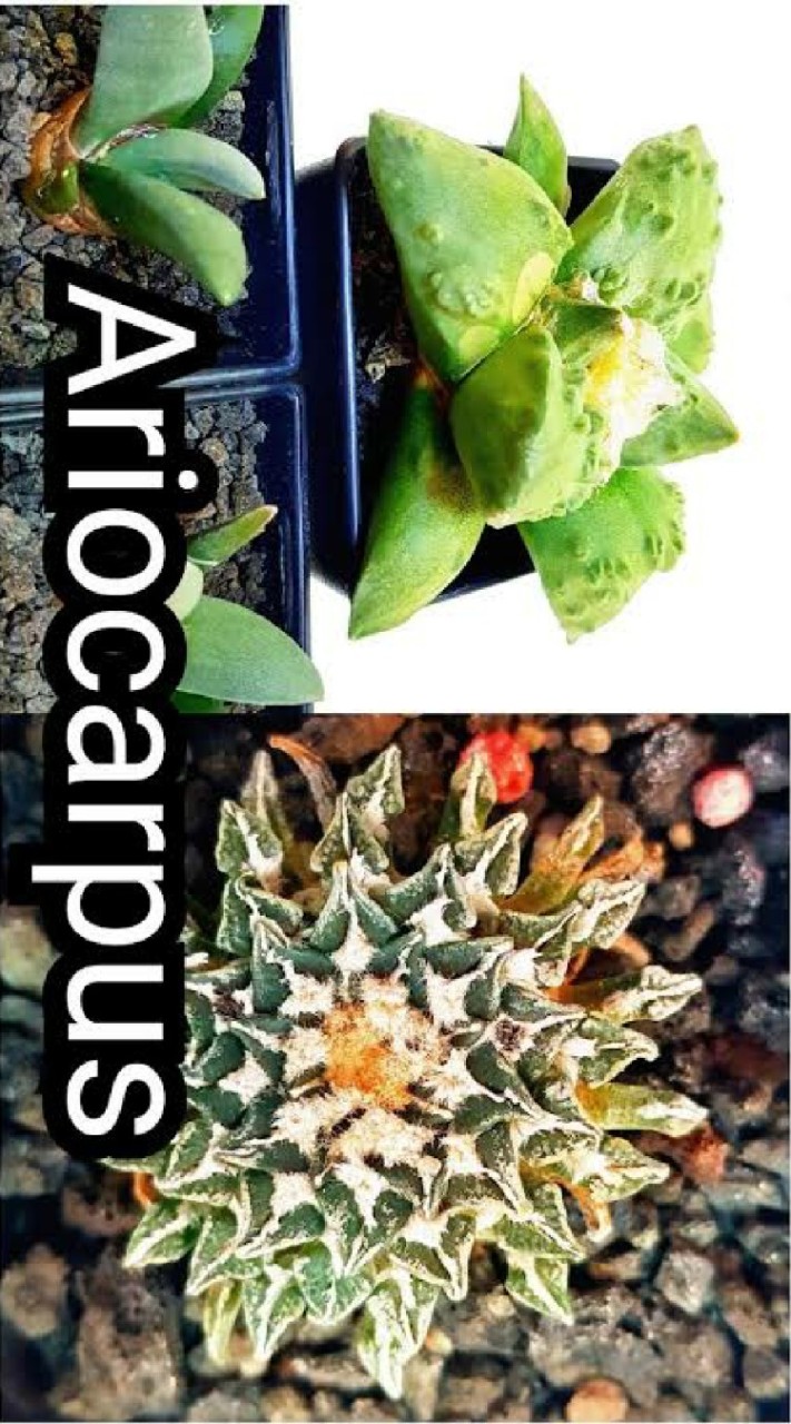 อริโอคาปัส ก้อนหินมีชีวิต wantAriocarpus
