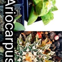 อริโอคาปัส ก้อนหินมีชีวิต wantAriocarpus