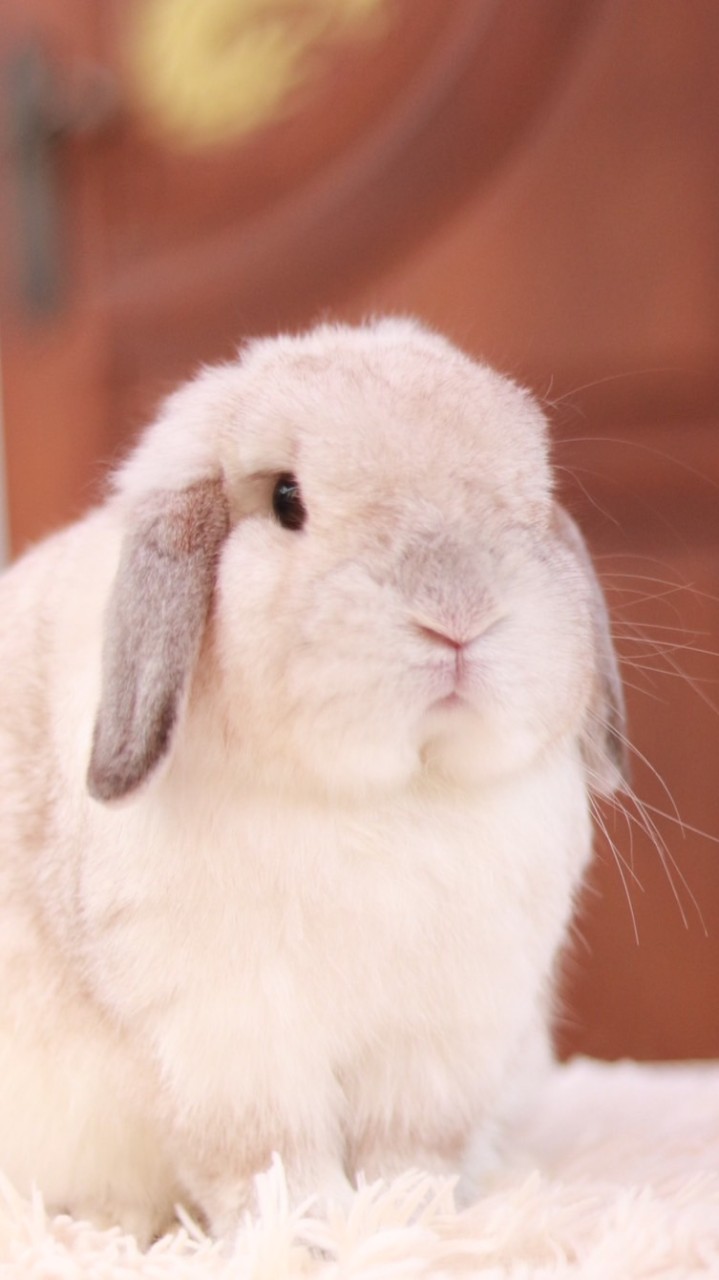 EBH: EasterBunnyHouse
