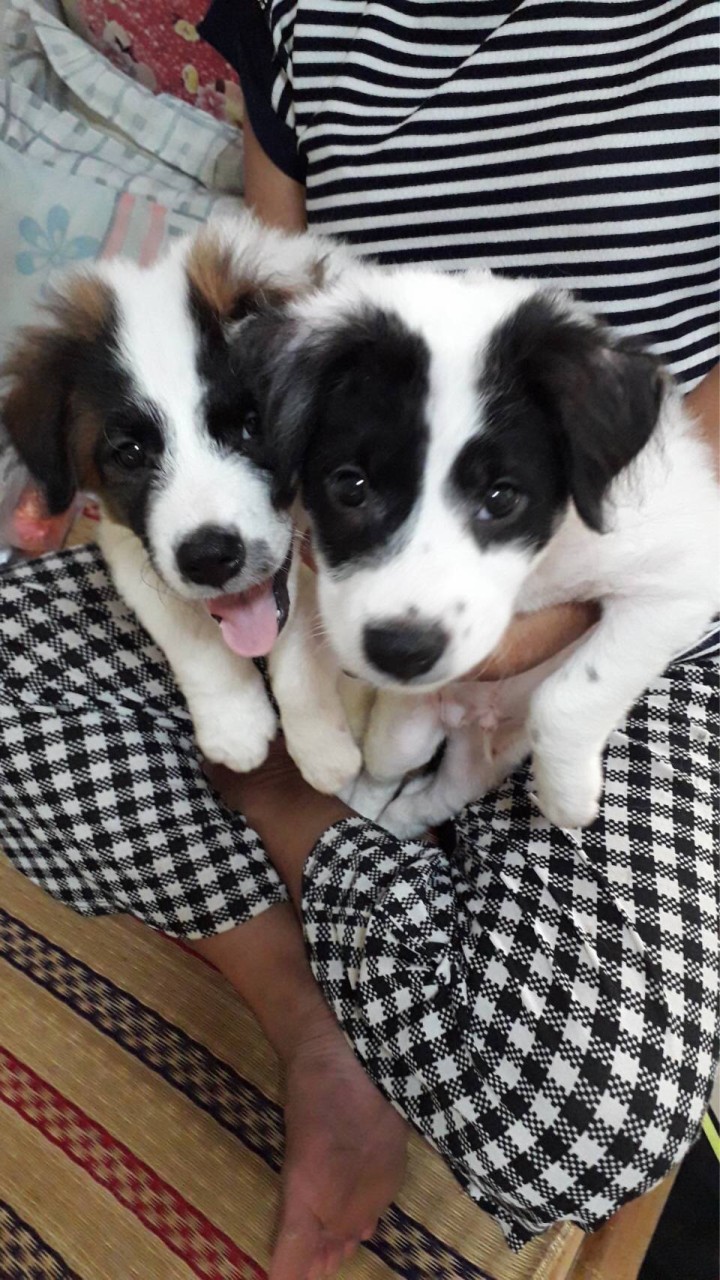 บ้านพักรักษาน้องหมาจร