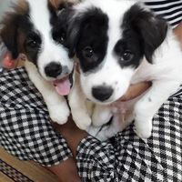 บ้านพักรักษาน้องหมาจร