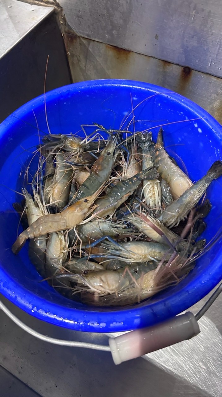 桃園地區泰國蝦