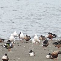 2023嘉義海岸生態之旅