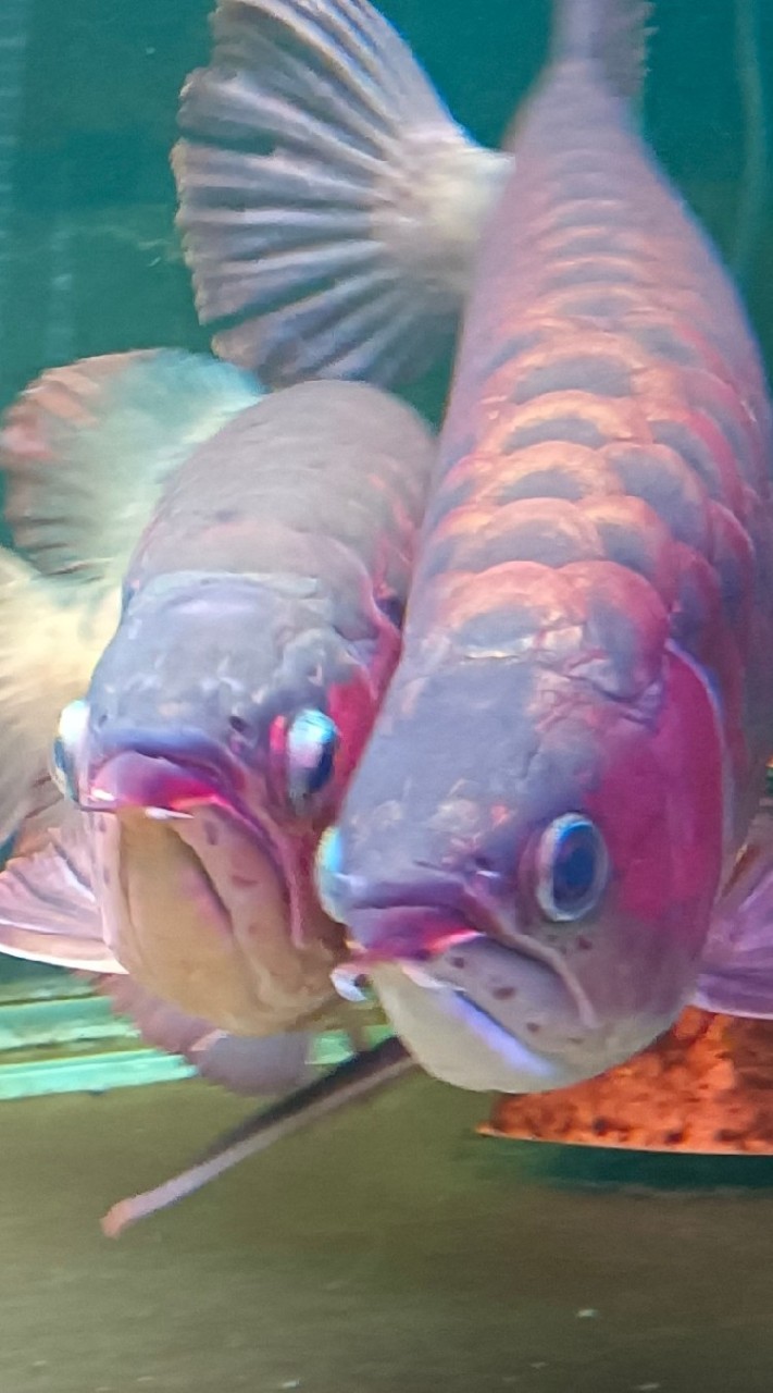 紅龍.Moba觀賞魚坊