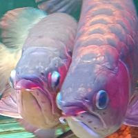 紅龍.Moba觀賞魚坊