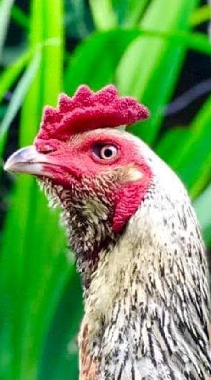 ค้นหาไก่เก่ง