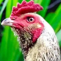 ค้นหาไก่เก่ง