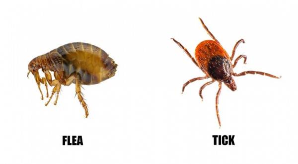 5 Fakta Kutu Hewan Menyebalkan Tapi Sekaligus Menakjubkan