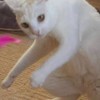寶可夢（本傳、POKÉMON GO、寶可夢大集結。）討論區