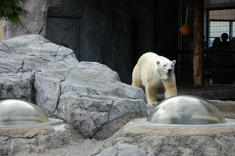 全国 オオカミに会える動物園13選 エサやり体験や希少種も