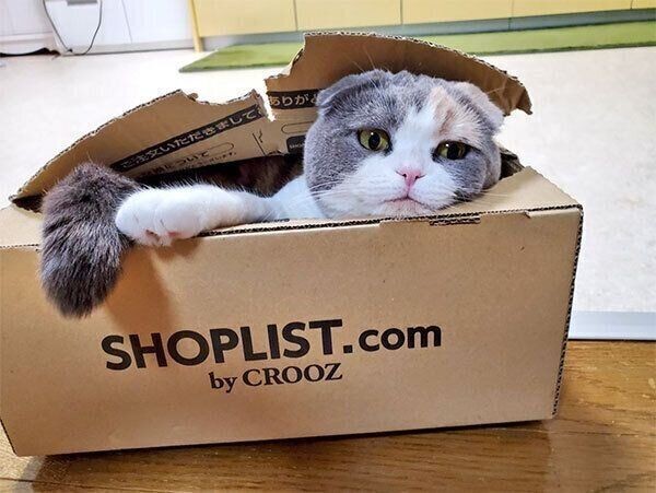 妹が入っていたダンボールを奪う兄猫 やっぱりね