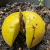 筑後地区ガチャガチャ情報交換