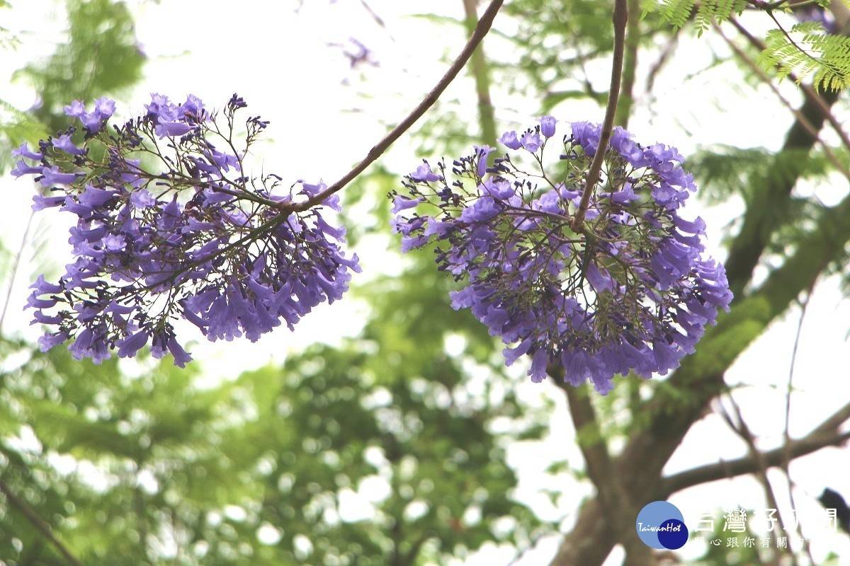 大台北珍貴少見夢幻藍花楹盛開中 台灣好新聞 Line Today