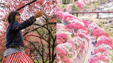 錯過櫻花還有花桃呢~#花桃の里，滿遍粉紅色，少女心都要爆發了！