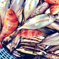香鱗水産@西巣鴨【伊豆の鮮魚をお手頃価格でご提供】