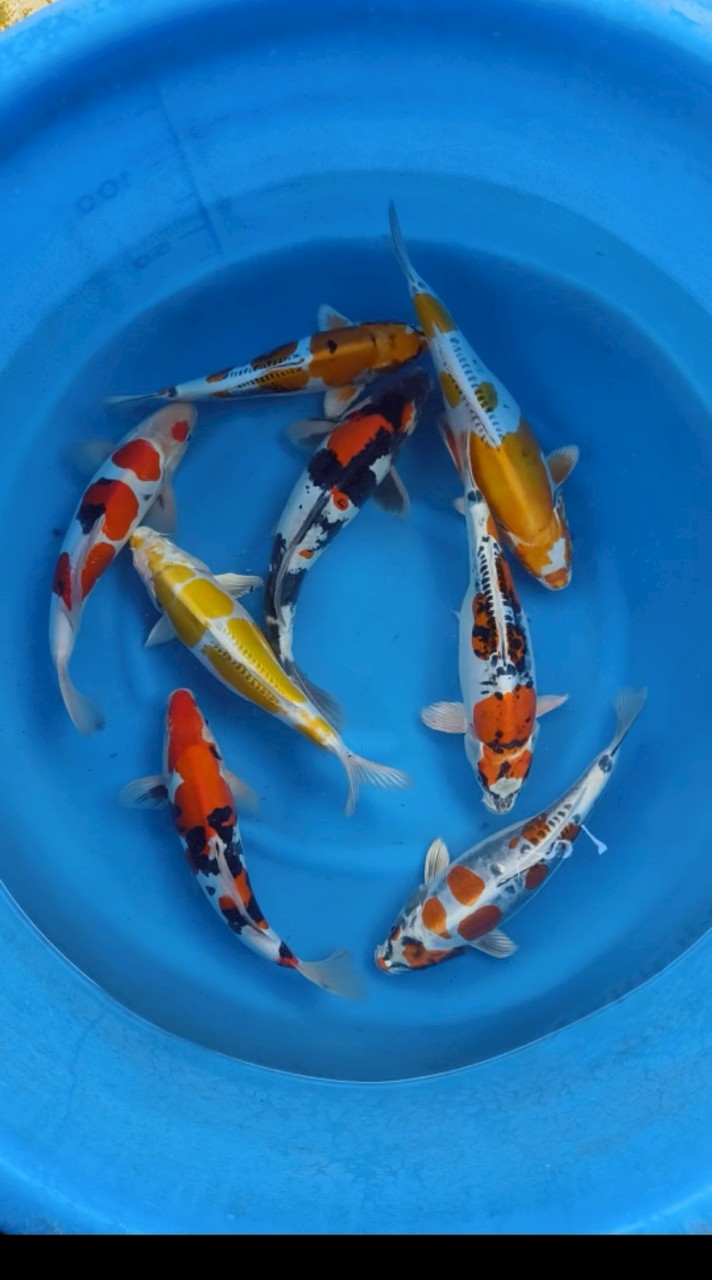 瘋狂鯉人養殖場