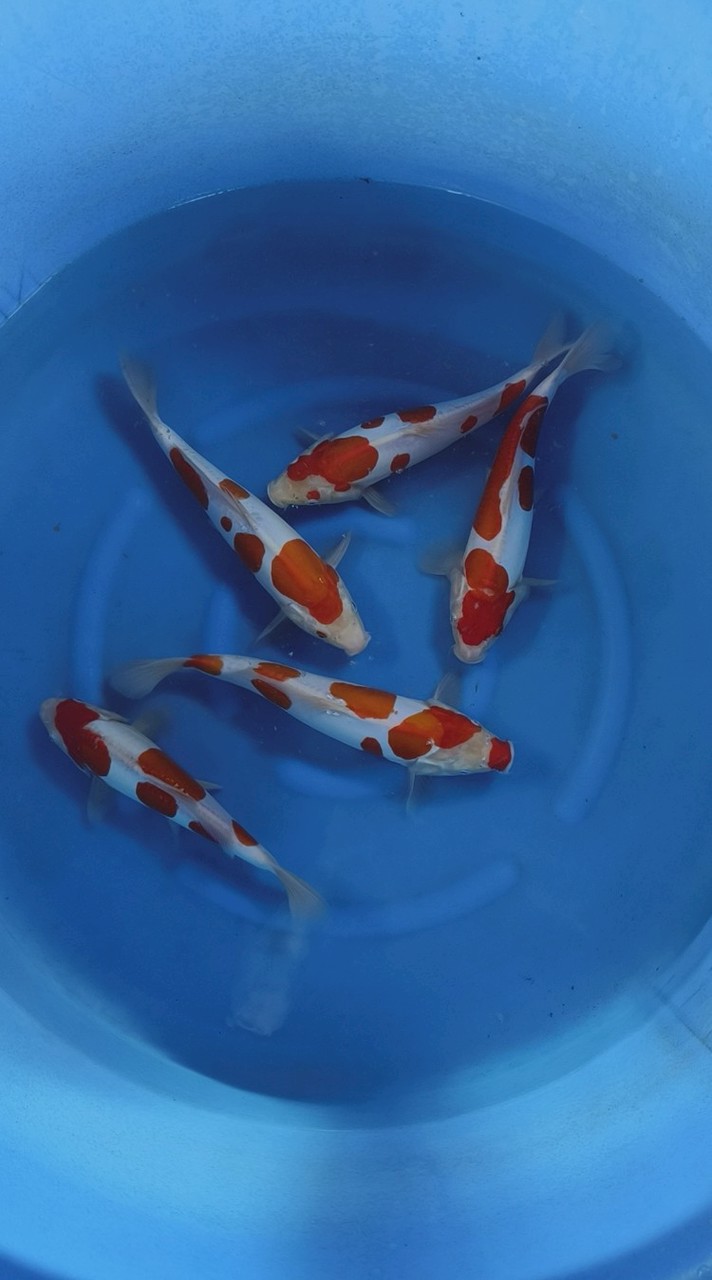 瘋狂鯉人養殖場