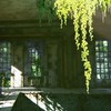 貓戰士-鏽蝕古境