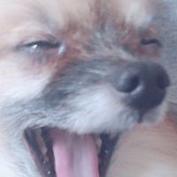 Diaboretta