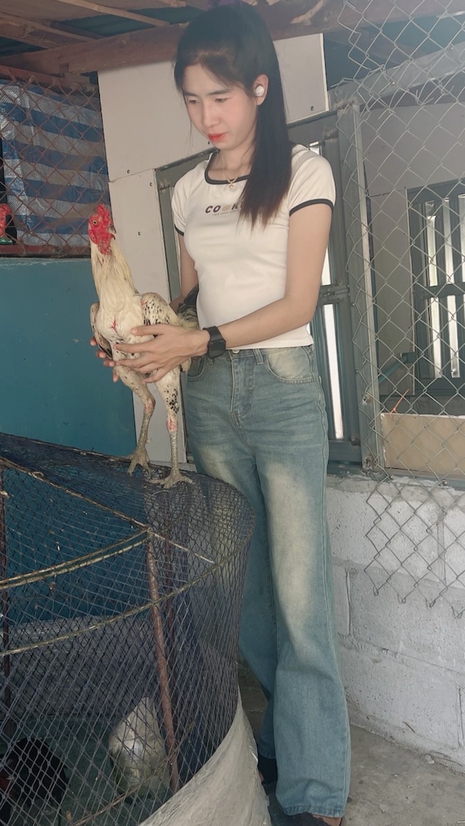 พูดคุยซื้อขายไก่ชนราคากันเอง บิวตี้ไก่ชน🐲🐉
