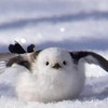 シマエナガは神っていうひとおいでっっっっ！