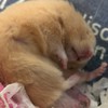 キンクマハムスター飼ってる人集まれ笑