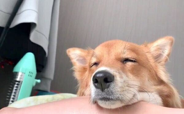 犬が挟まりたがるのはどうして かわいい画像集つきで解説