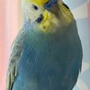 インコ 文鳥 キンカチョウ 鳥飼いさんのお部屋