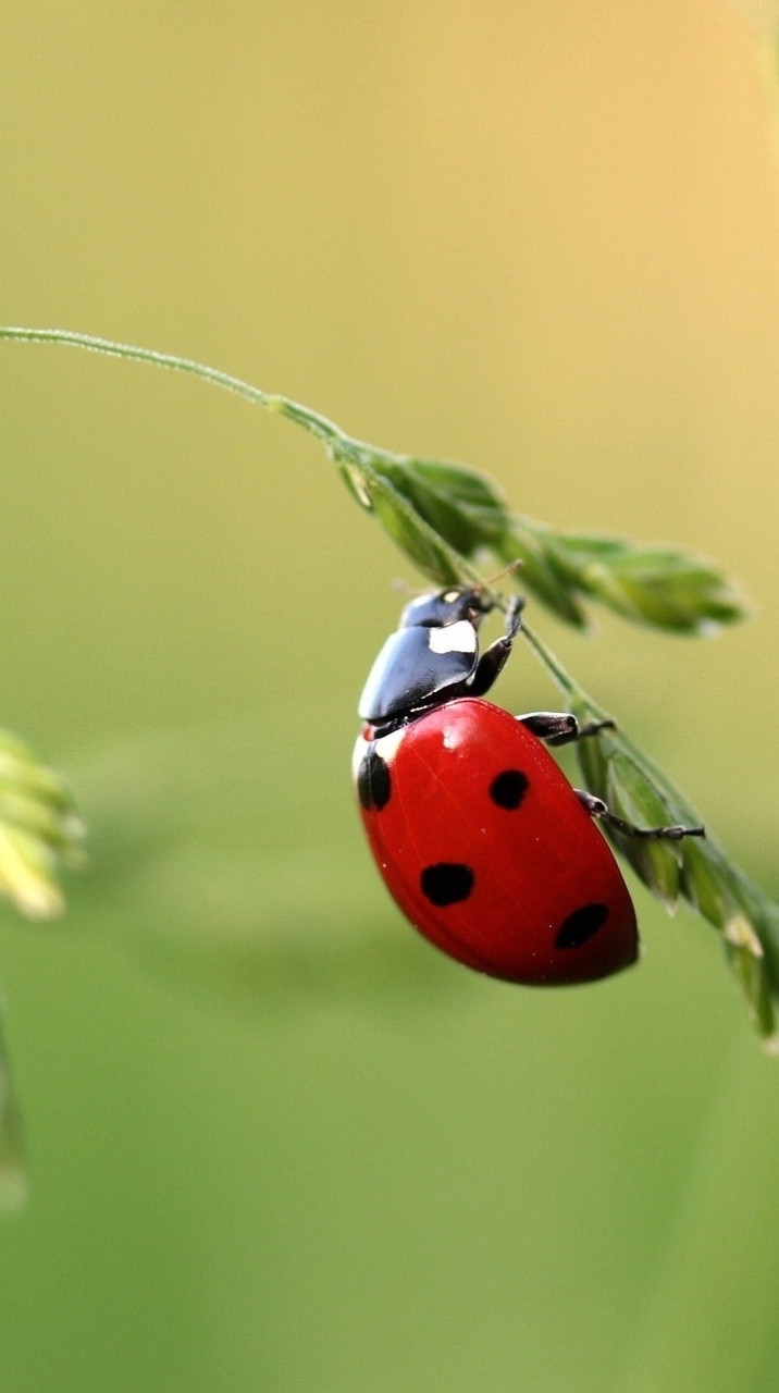 ตลาดซื้อขาย แมลง (Insects Market Thailand) ทุกชนิด