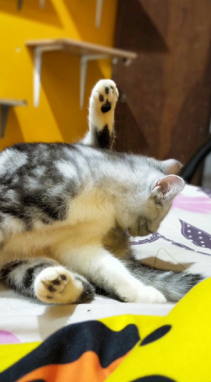Cat Land ดินแดน เหมียว🐱
