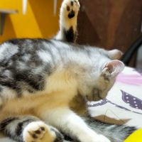 Cat Land ดินแดน เหมียว🐱