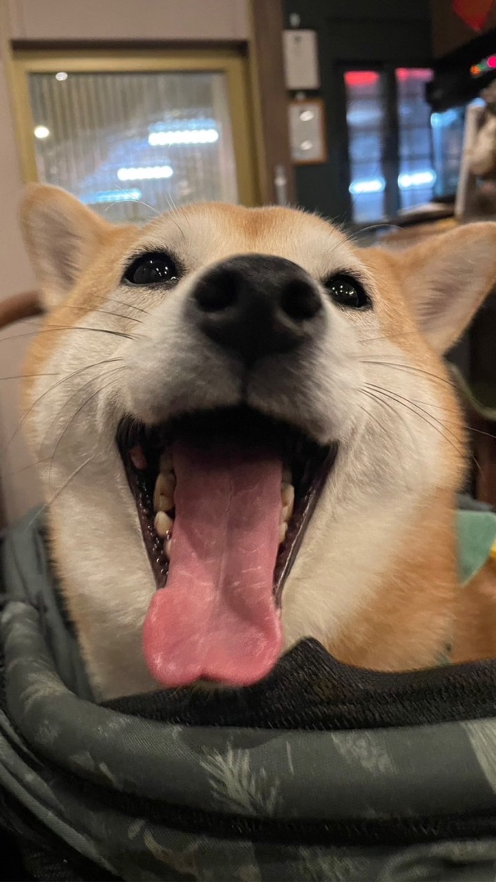 毛孩食務所