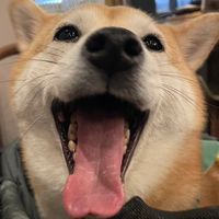 毛孩食務所