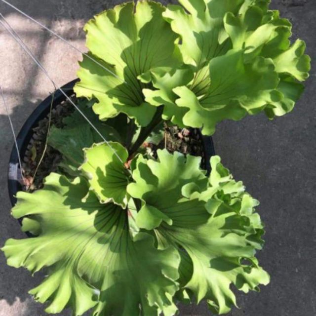 特價中 圓葉亞猴 波浪猴 限時特價 鹿角蕨 景觀植物