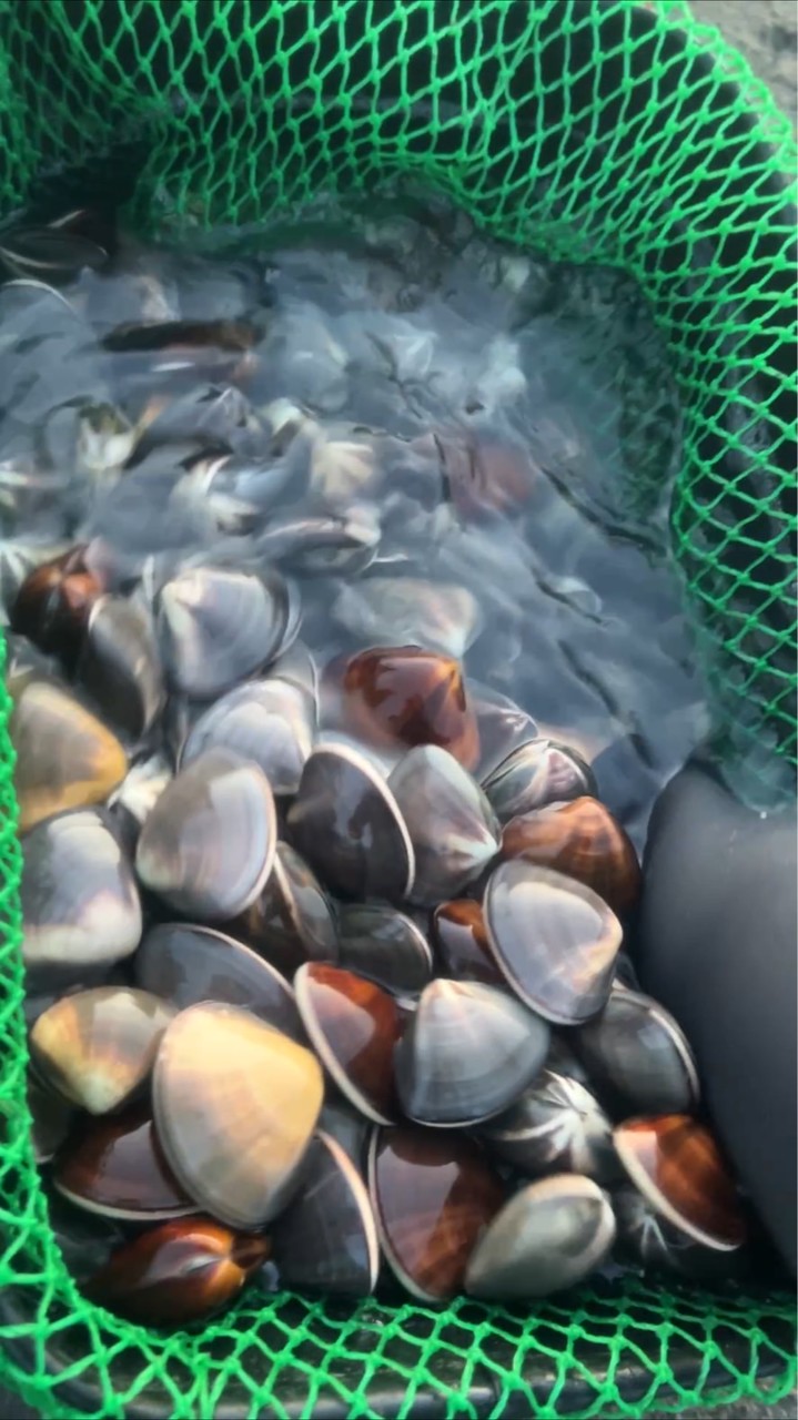 台南野生蛤蜊（蛤蠣）超讚。