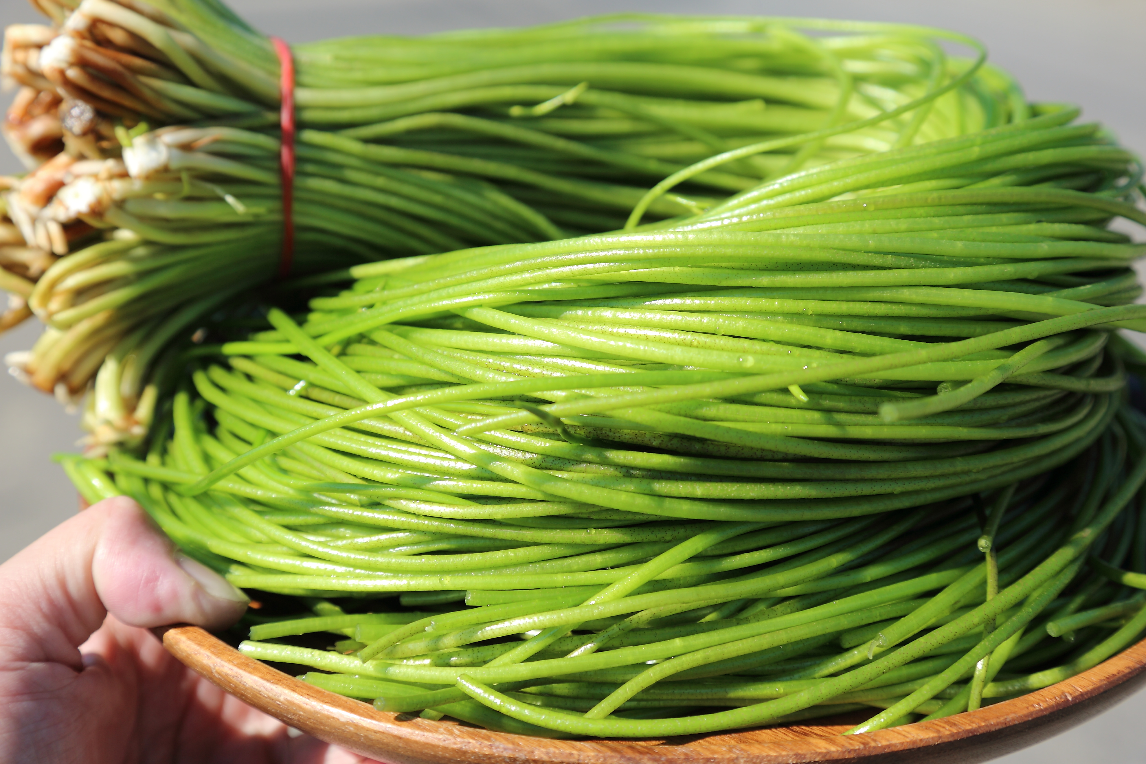 參與體驗的遊客可要用心清洗，因為這把翠綠的野蓮就是你的伴手禮喔！