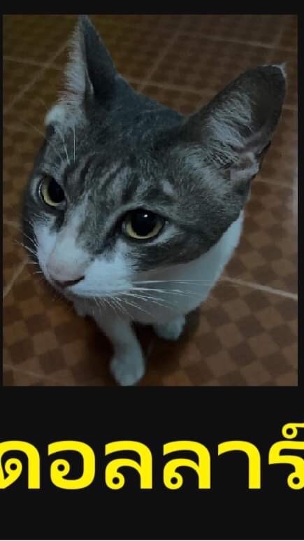 ตามหาสัตว์หายภูเก็ต