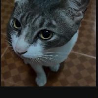 ตามหาสัตว์หายภูเก็ต
