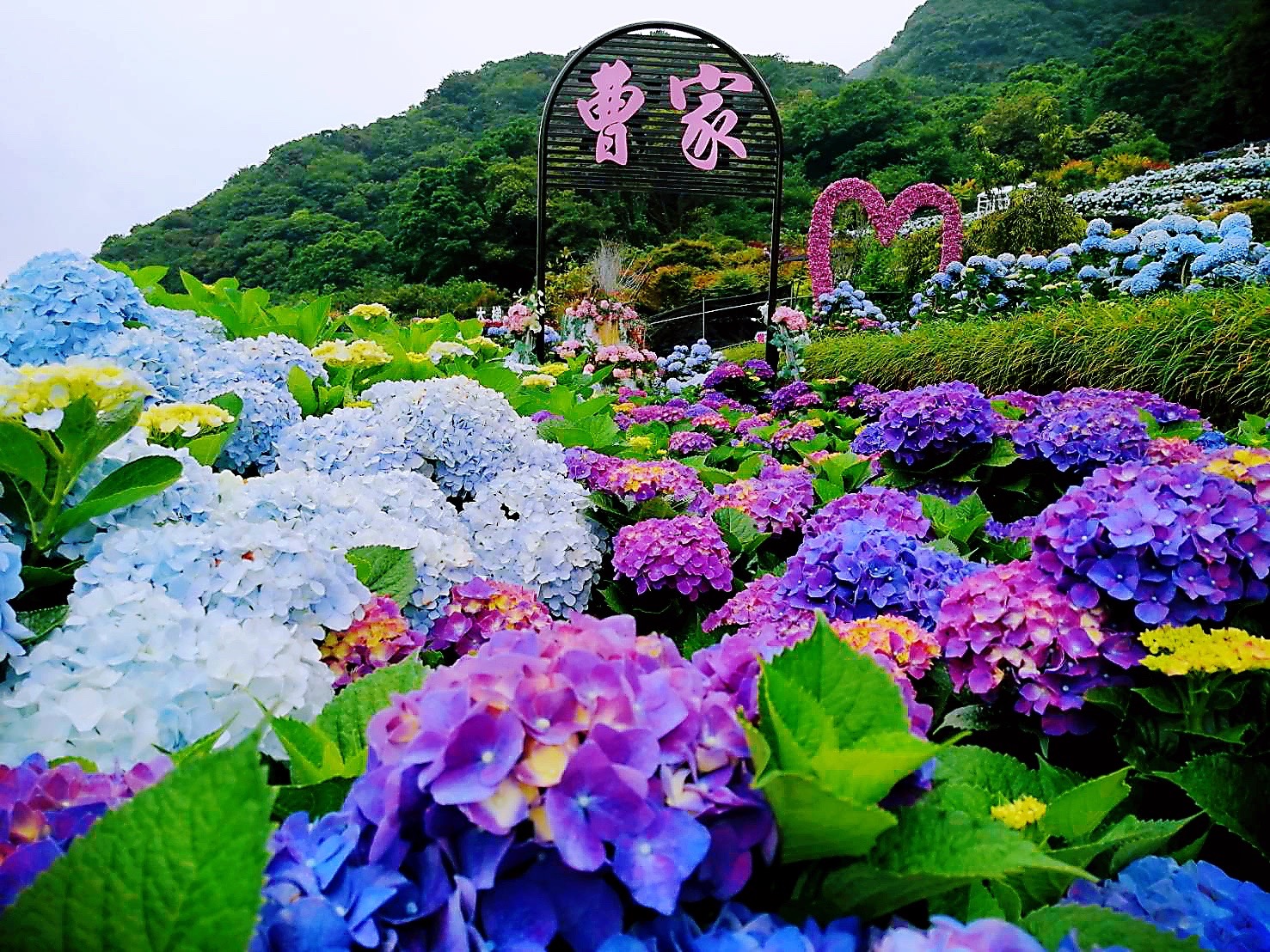 圖片來源/曹家花田香