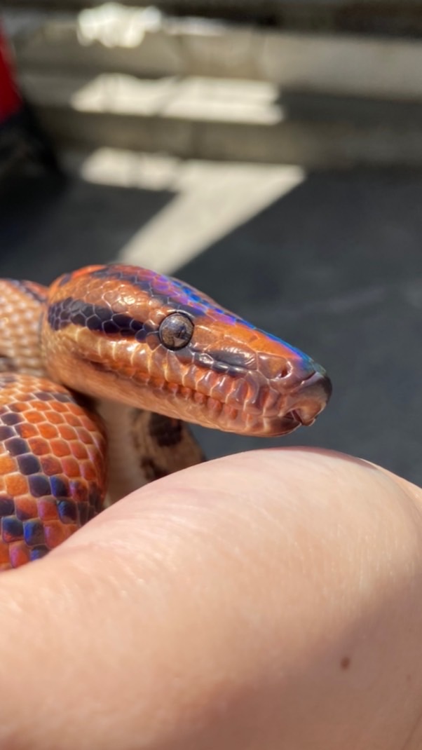 Rainbow boas lover by issara 🌈