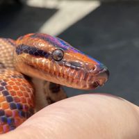 Rainbow boas lover by issara 🌈