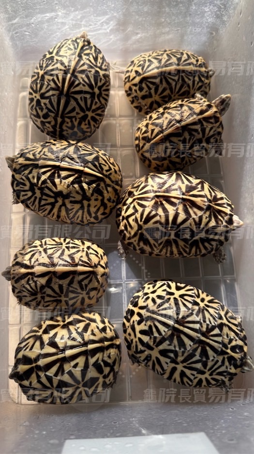 龜院長箱龜分享討論